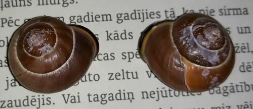 Escargot ruban Grove — Bild 2