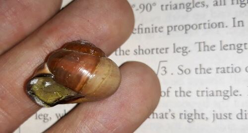 Escargot ruban Grove — Bild 3