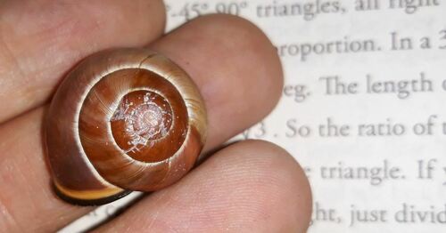 Escargot ruban Grove — Bild 4