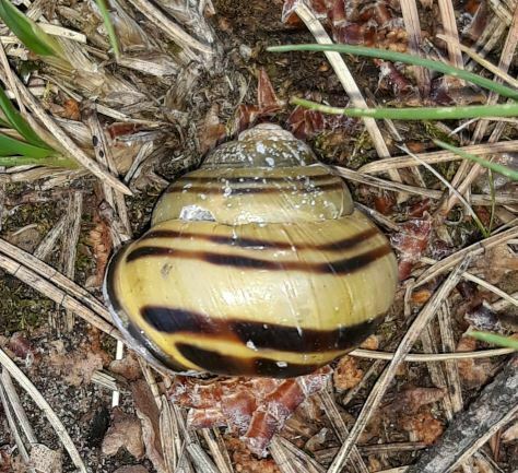 Escargot ruban Grove — Bild 2