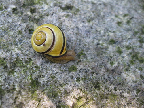 Escargot ruban Grove — Bild 4