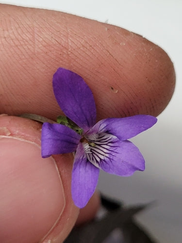Violettes du bosquet — photo 5 sur 9