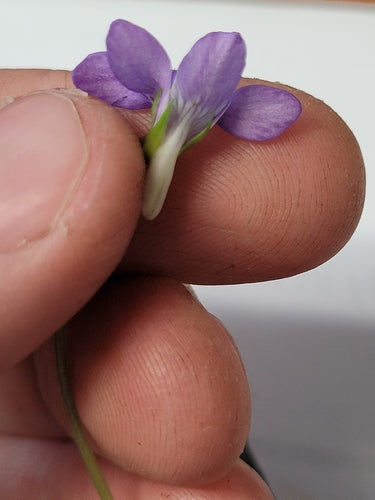 Violettes du bosquet — photo 4 sur 9