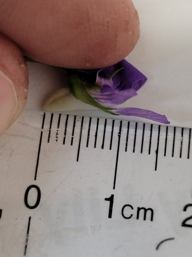 Violettes du bosquet — photo 3 sur 9