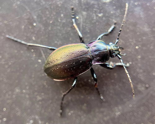 Coléoptère des bosquets — Bild 5