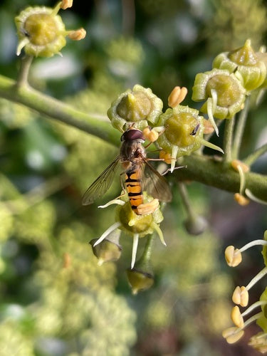Hoverfly du bosquet — Bild 5