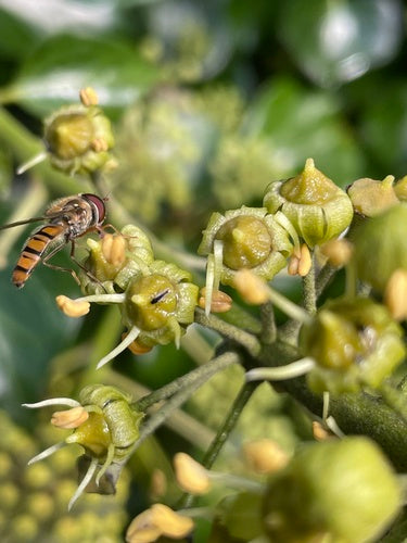 Hoverfly du bosquet — Bild 4