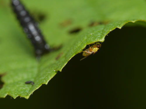 Débarrassez-vous des mouches des tiges — Bild 5