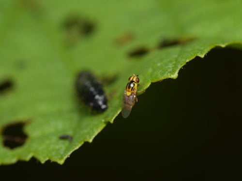 Débarrassez-vous des mouches des tiges — Bild 4