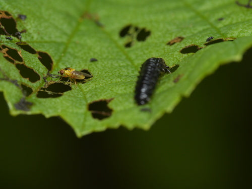 Débarrassez-vous des mouches des tiges — Bild 3