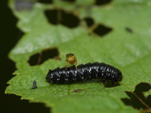 Débarrassez-vous des mouches des tiges — Bild 2