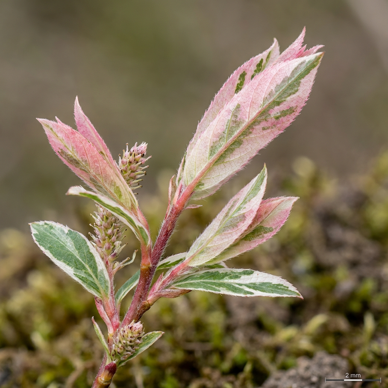 Saule arlequin