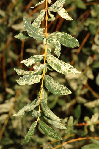 Saule arlequin — Bild 3