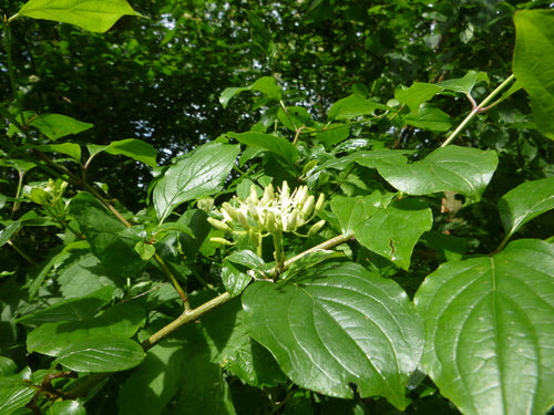 Cornouiller — Bild 3