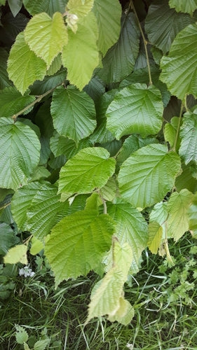 noisette — Bild 5