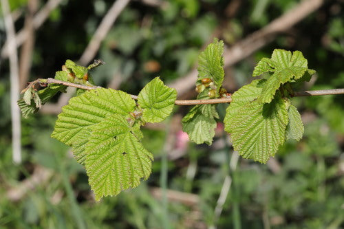 noisette — Bild 4