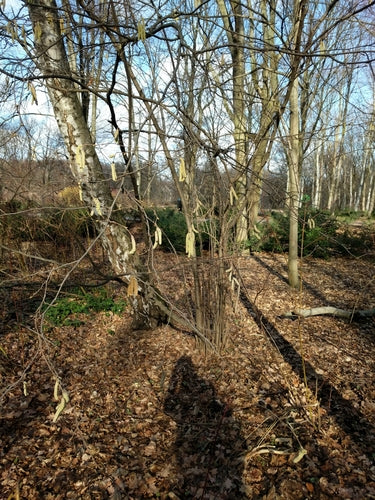 noisette — Bild 3