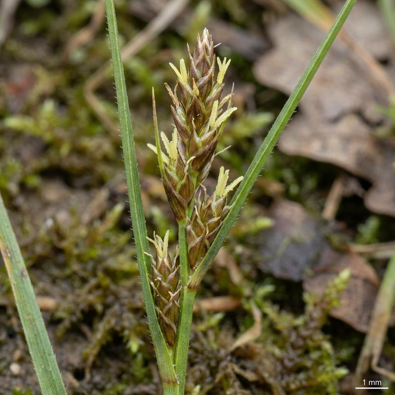 Carex de lièvre