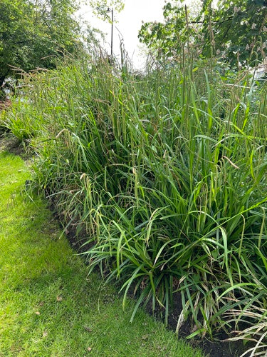 Carex de lièvre — photo 5 sur 10