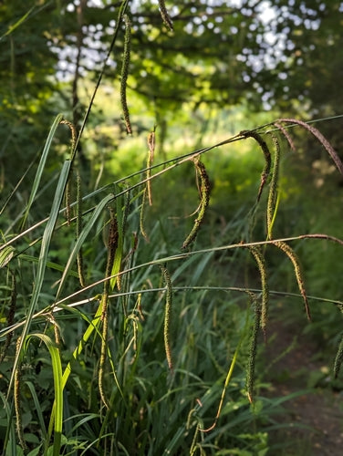 Carex de lièvre — photo 3 sur 10