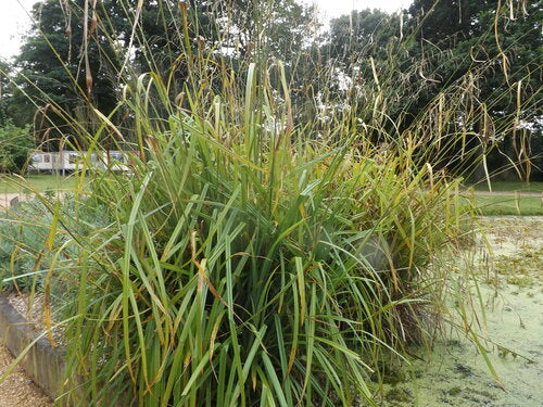 Carex de lièvre — photo 4 sur 10