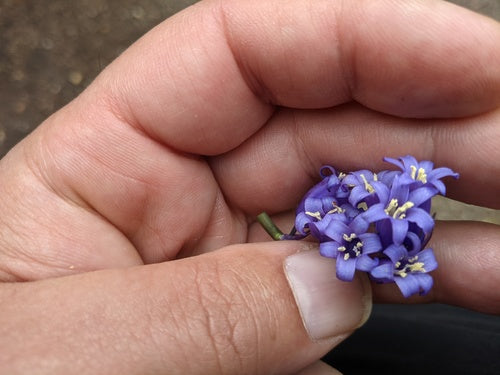 Clochettes — photo 4 sur 11