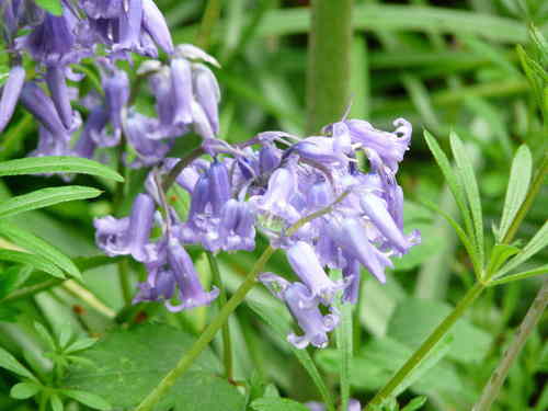 Clochettes — Bild 3