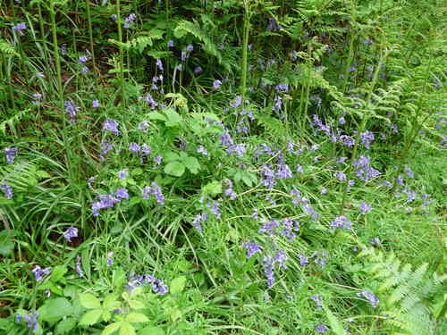 Clochettes — Bild 2