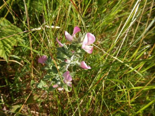 Hauhechel — photo 3 sur 8