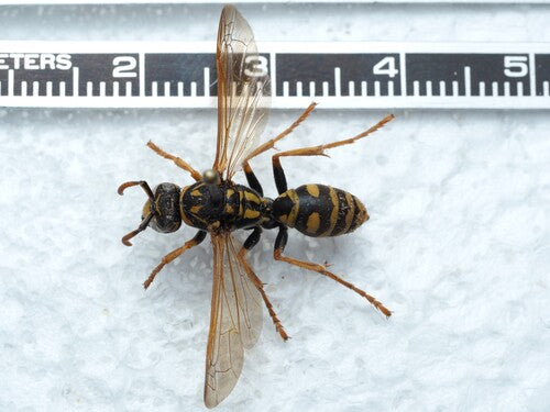 Guêpe des champs domestique — Bild 5