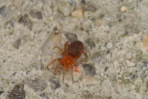 Araignée naine domestique à six yeux — Bild 2