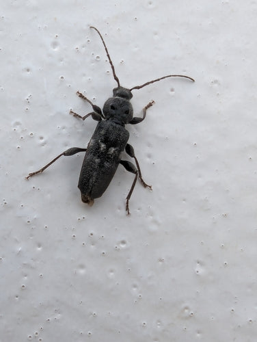 Longicorne domestique — photo 4 sur 53