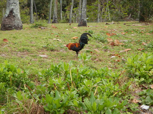 poulet domestique — Bild 2