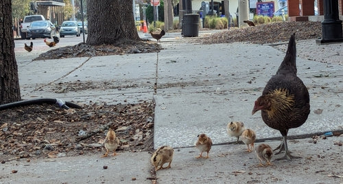 poulet domestique — Bild 5