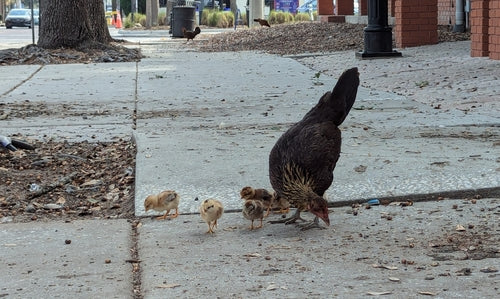 poulet domestique — Bild 4