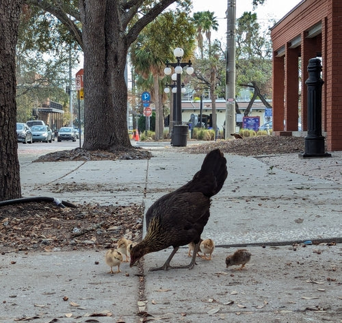 poulet domestique — Bild 3