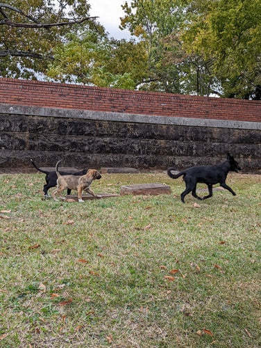 chien domestique — Bild 5