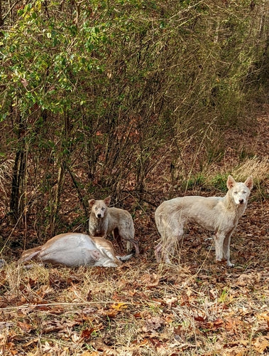chien domestique — Bild 5
