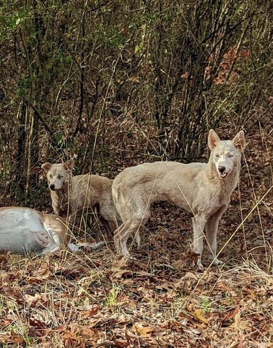 chien domestique — Bild 4