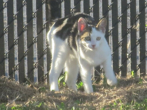 chat domestique — Bild 3