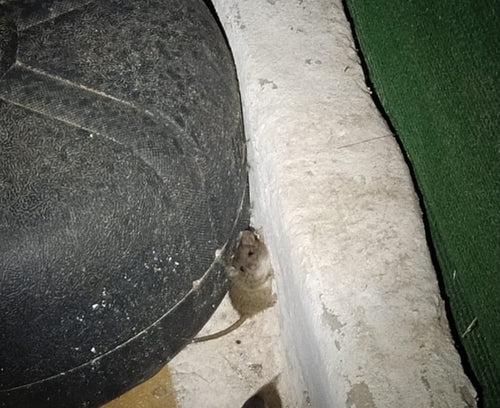 souris domestique — Bild 2