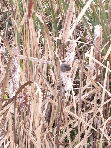 souris domestique — Bild 3