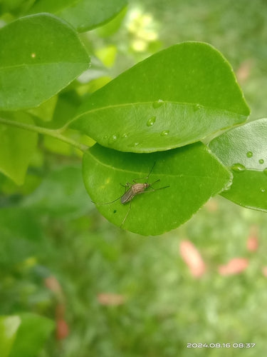 moustique domestique — Bild 4