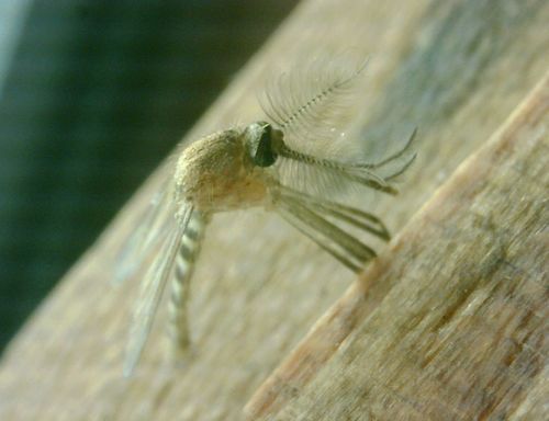 moustique domestique — Bild 3