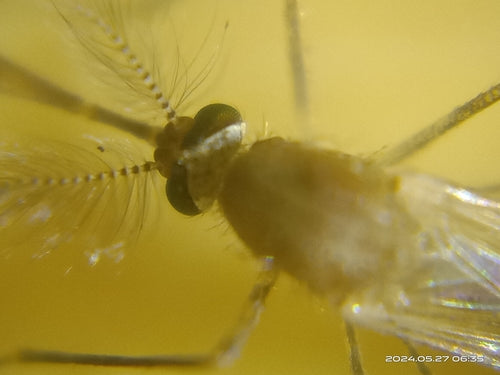 moustique domestique — Bild 5