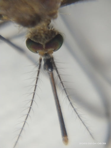moustique domestique — Bild 4