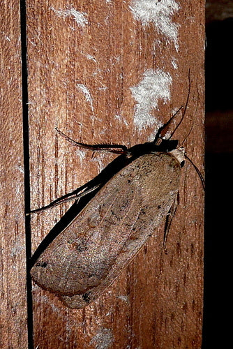 Chenille de mère au foyer dans l'appartement — Bild 5