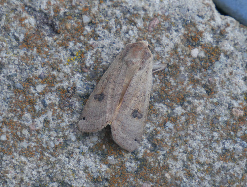Chenille de mère au foyer dans l'appartement — Bild 4
