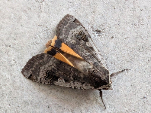 Chenille de mère au foyer dans l'appartement — Bild 3