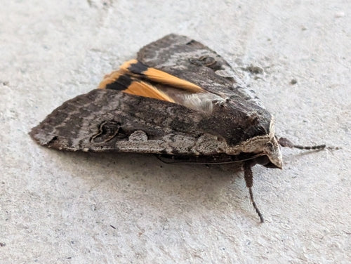 Chenille de mère au foyer dans l'appartement — Bild 2